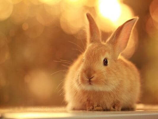Mơ thấy con thỏ  mang lại điềm báo gì ?