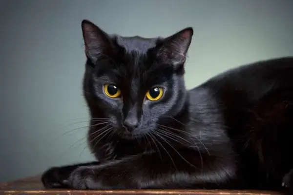 Giấc mơ thấy mèo đen là tốt hay xấu?