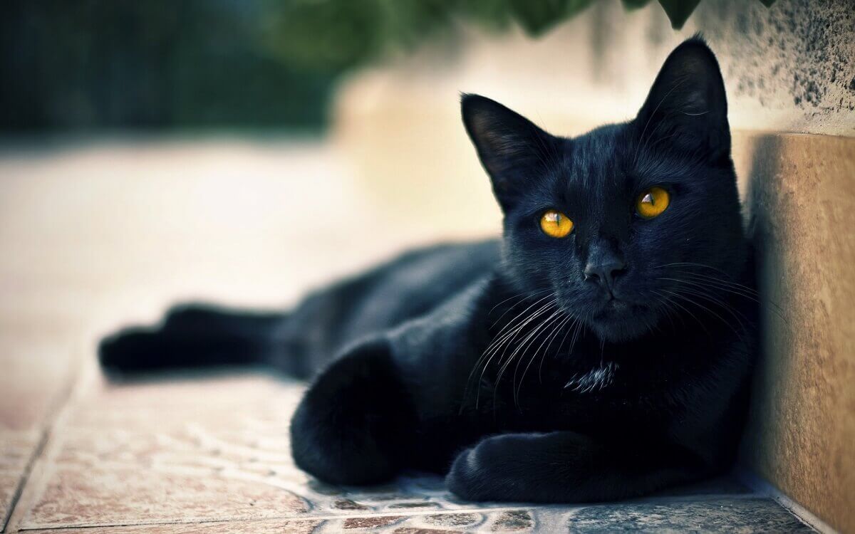 Những con số may mắn trong giấc mơ thấy mèo đen