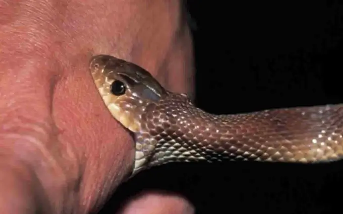 Giấc mơ thấy rắn cắn vào tay có ý nghĩa gì?