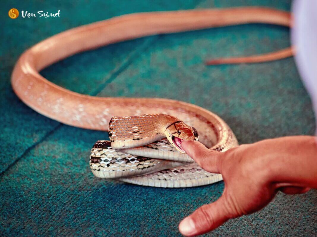 Ngủ mơ thấy rắn cắn vào tay là điềm lành hay dữ?