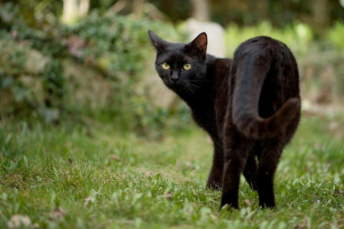 Đánh con lô nào khi mơ mèo đen vô nhà